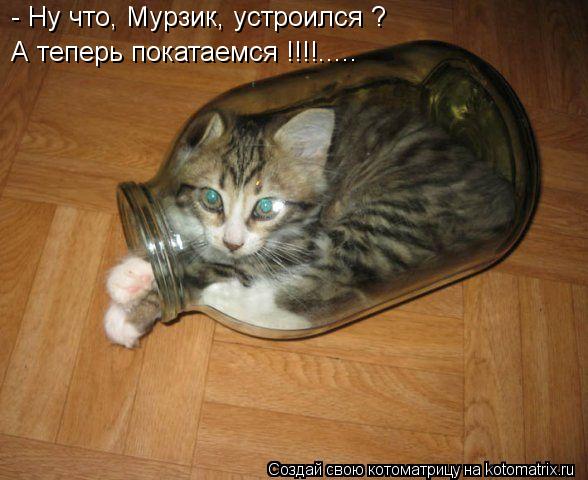 Котоматрица: - Ну что, Мурзик, устроился ? А теперь покатаемся !!!!.....