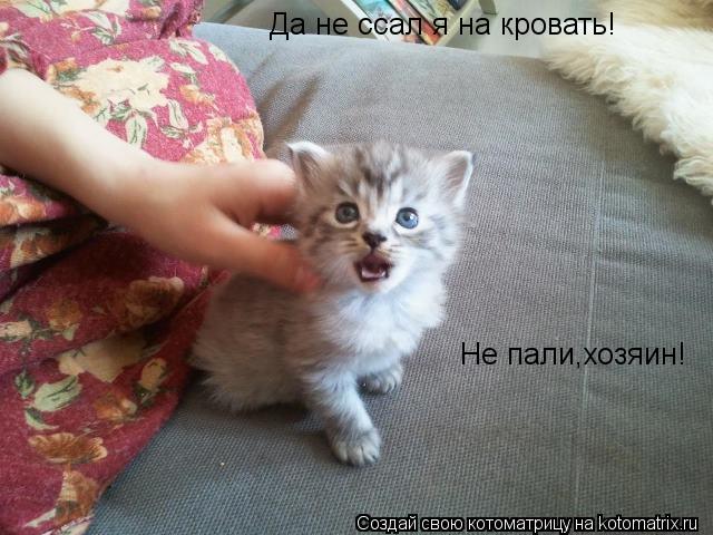 Котоматрица: Да не ссал я на кровать! Не пали,хозяин!