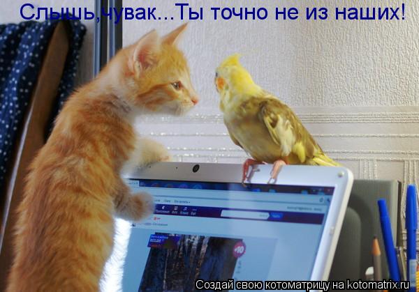 Котоматрица: Слышь,чувак...Ты точно не из наших!