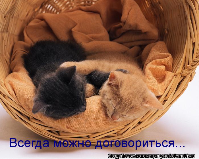 Котоматрица: Всегда можно договориться...