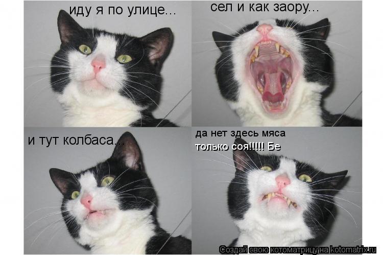 Котоматрица: иду я по улице... и тут колбаса... сел и как заору... да нет здесь мяса  только соя!!!!! Бе