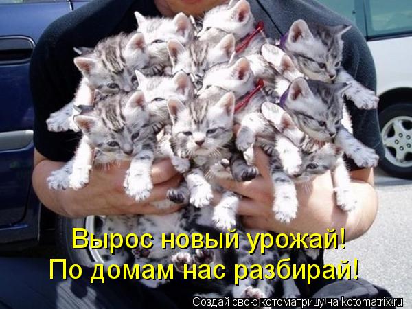 Котоматрица: Вырос новый урожай! По домам нас разбирай!