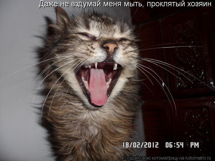 Котоматрица: Даже не вздумай меня мыть, проклятый хозяин