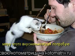 Котоматрица: мяуу чтото вкусненькое!дай попробую