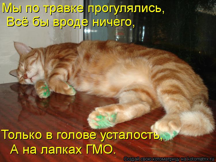 Котоматрица: Мы по травке прогулялись,  Всё бы вроде ничего, Только в голове усталость,  А на лапках ГМО.