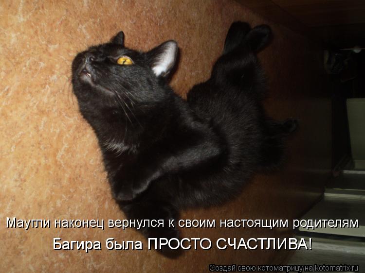 Котоматрица: Маугли наконец вернулся к своим настоящим родителям Багира была ПРОСТО СЧАСТЛИВА!