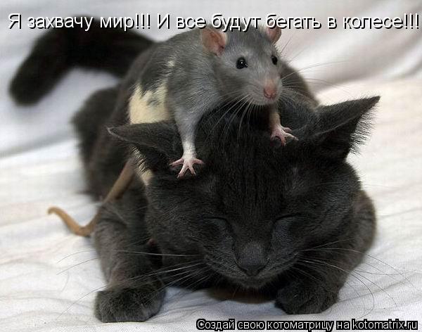 Я захвачу мир!!! И все будут бегать в колесе!!! АхАх... Котоматрица: Я захвачу мир!!! И все будут бегать в колесе!!! АхАх