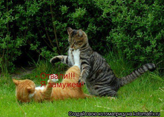 Котоматрица: - Отвали!!! Я замужем!