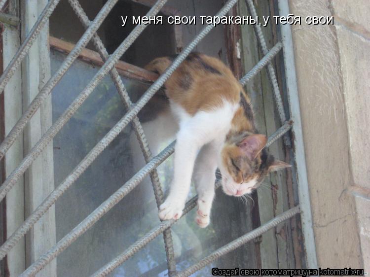 Котоматрица: у меня свои тараканы,у тебя свои