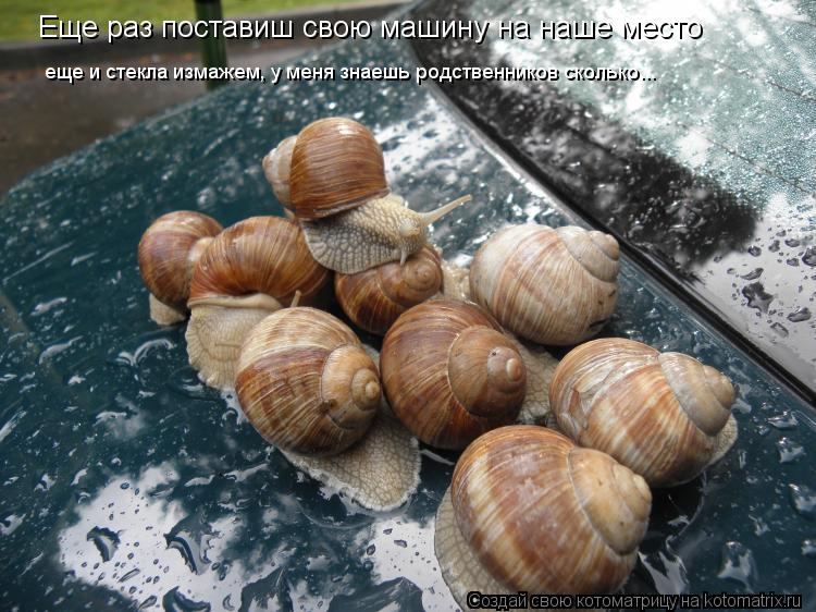 Котоматрица: Еще раз поставиш свою машину на наше место еще и стекла измажем, у меня знаешь родственников сколько...