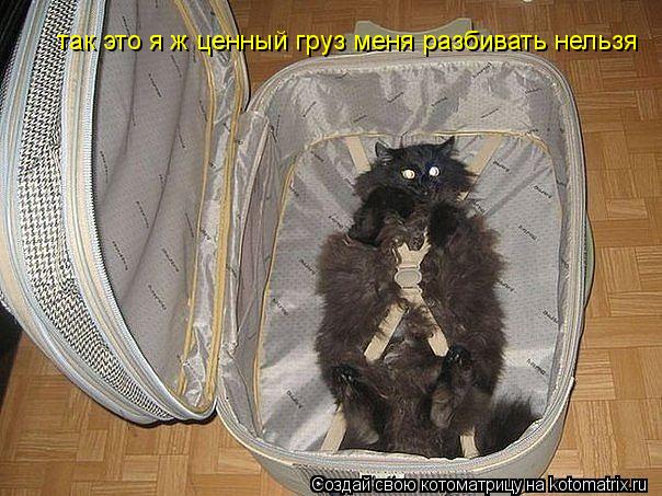 так это я ж ценный груз меня разбивать нельзя... Котоматрица: так это я ж ценный груз меня разбивать нельзя
