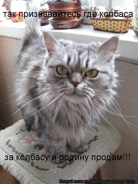 так признавайтесь где колбаса за колбасу и родину продам!!!... Котоматрица: так признавайтесь где колбаса за колбасу и родину продам!!!