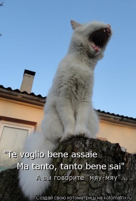 Котоматрица: "Te voglio bene assaie Ma tanto, tanto bene sai" А вы говорите "мяу-мяу"...
