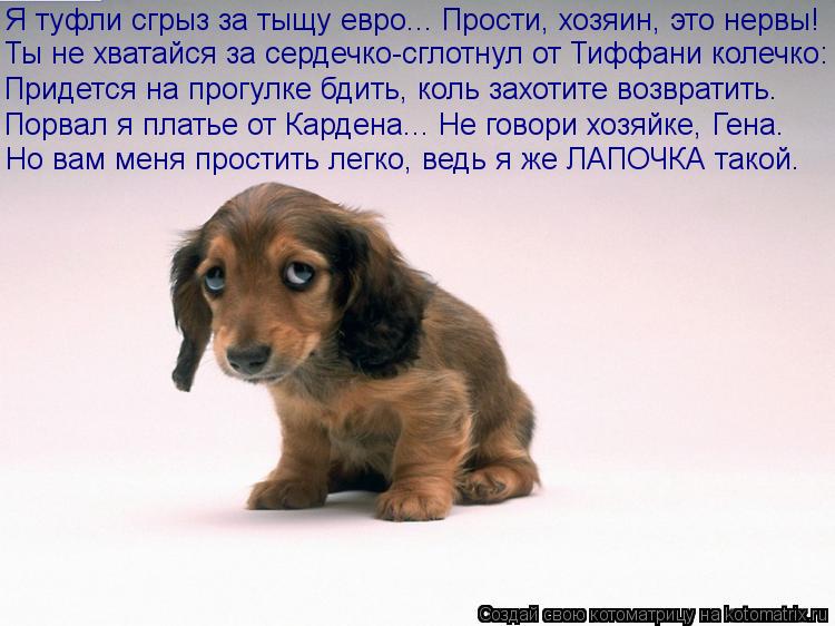 Ты не хватайся за сердечко-сглотнул от Тиффани колечко: Придется на прогулке бдить, коль захотите воз... Котоматрица: Ты не хватайся за сердечко-сглотнул от Тиффани колечко: Придется на прогулке бдить, коль захотите возвратить. Я туфли сгрыз за тыщу евро... П