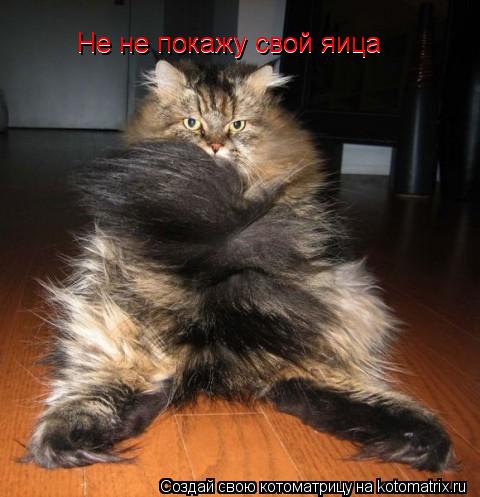 Не не покажу свой яица Не не покажу свой яица... Котоматрица: Не не покажу свой яица Не не покажу свой яица