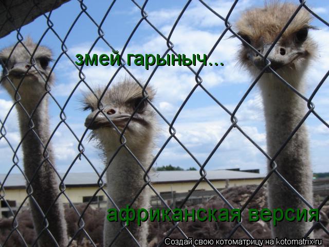 змей гарыныч... африканская версия... Котоматрица: змей гарыныч... африканская версия