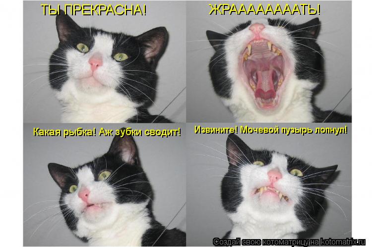 ТЫ ПРЕКРАСНА! ЖРААААААААТЬ! Какая рыбка! Аж зубки сводит! Извините! Мочевой пузырь лопнул!... Котоматрица: ТЫ ПРЕКРАСНА! ЖРААААААААТЬ! Какая рыбка! Аж зубки сводит! Извините! Мочевой пузырь лопнул!