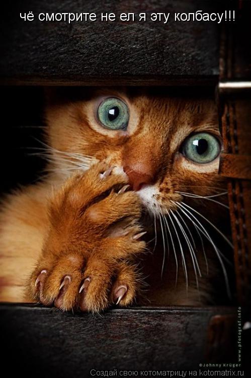 чё смотрите не ел я эту колбасу!!!... Котоматрица: чё смотрите не ел я эту колбасу!!!