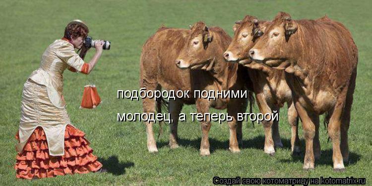Котоматрица: подбородок подними молодец, а теперь второй