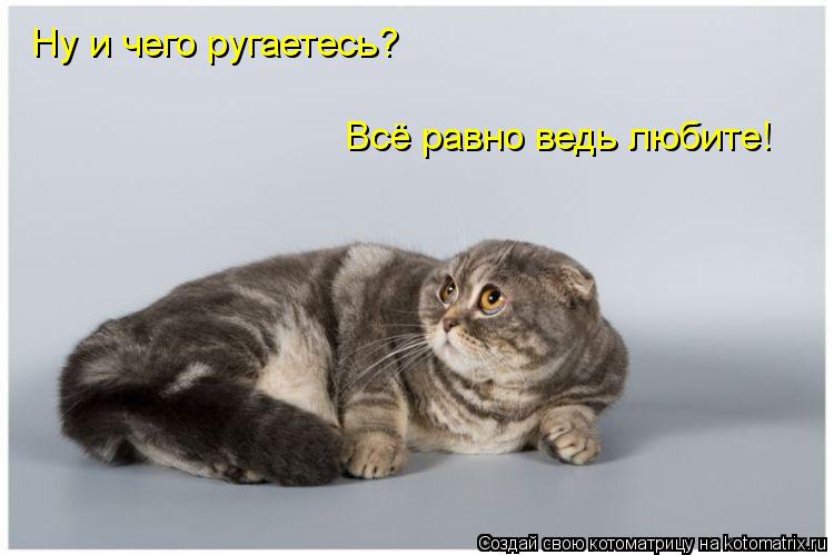 Ну и чего ругаетесь? Всё равно ведь любите!... Котоматрица: Ну и чего ругаетесь? Всё равно ведь любите!