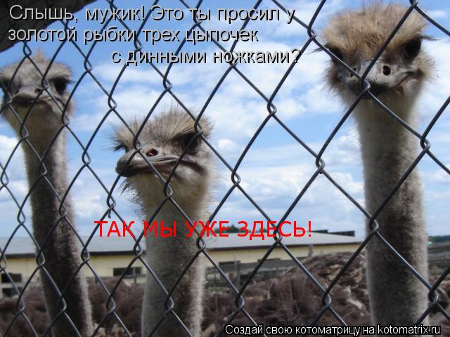 Котоматрица: Слышь, мужик! Это ты просил у  золотой рыбки трех цыпочек с динными ножками ? ТАК МЫ УЖЕ ЗДЕСЬ!