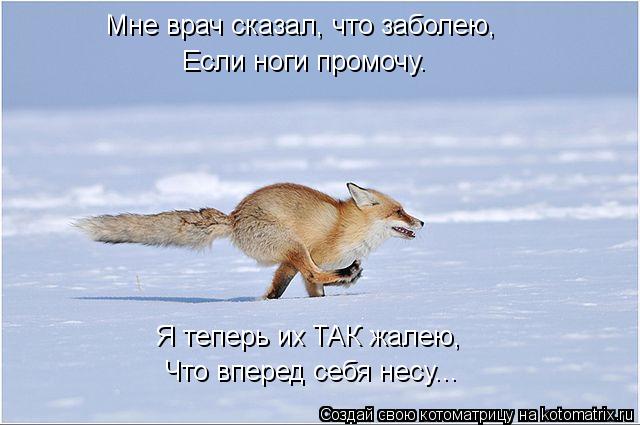 Котоматрица: Мне врач сказал, что заболею, Если ноги промочу. Я теперь их ТАК жалею, Что вперед себя несу...