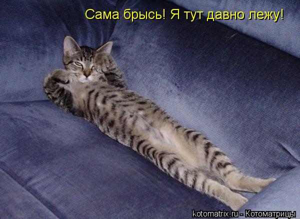 Сама брысь! Я тут давно лежу!... Котоматрица: Сама брысь! Я тут давно лежу!
