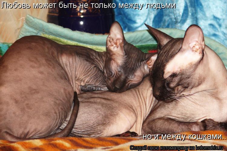 Котоматрица: Любовь может быть не только между людьми  но и между кошками.....
