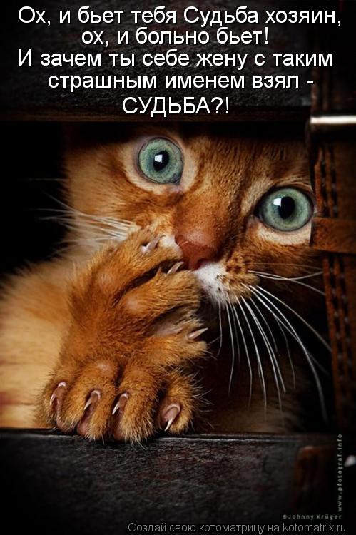 Котоматрица: Ох, и бьет тебя Судьба хозяин, ох, и больно бьет! И зачем ты себе жену с таким страшным именем взял -  СУДЬБА?!