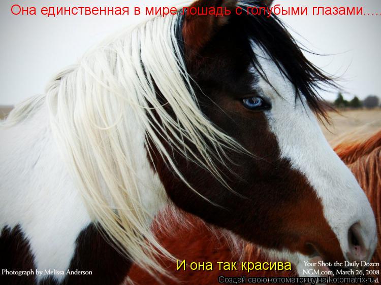 Котоматрица: Она единственная в мире лошадь с голубыми глазами....... И она так красива