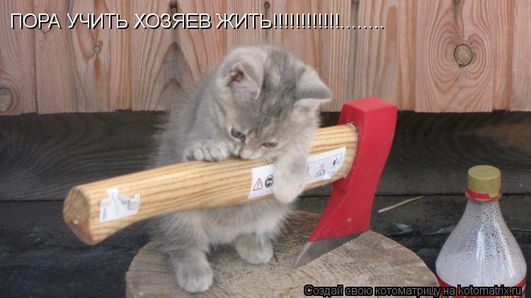 Котоматрица: ПОРА УЧИТЬ ХОЗЯЕВ ЖИТЬ!!!!!!!!!!!!........
