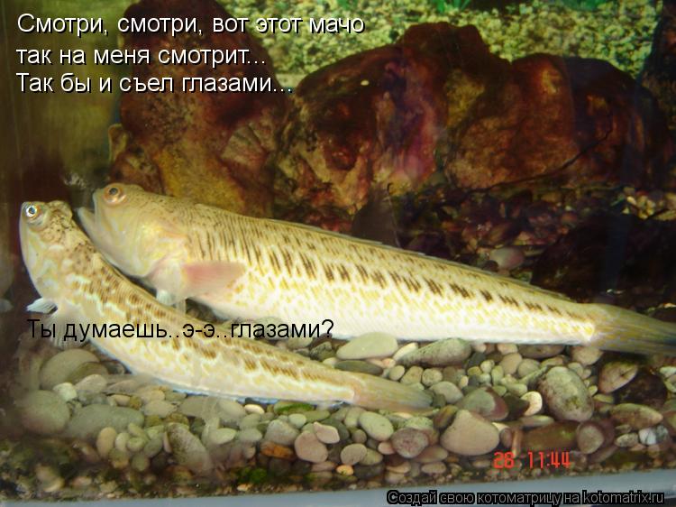 Котоматрица: так на меня смотрит... Так бы и съел глазами... Смотри, смотри, вот этот мачо Ты думаешь..э-э..глазами?