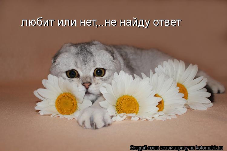 любит или нет,..не найду ответ... Котоматрица: любит или нет,..не найду ответ