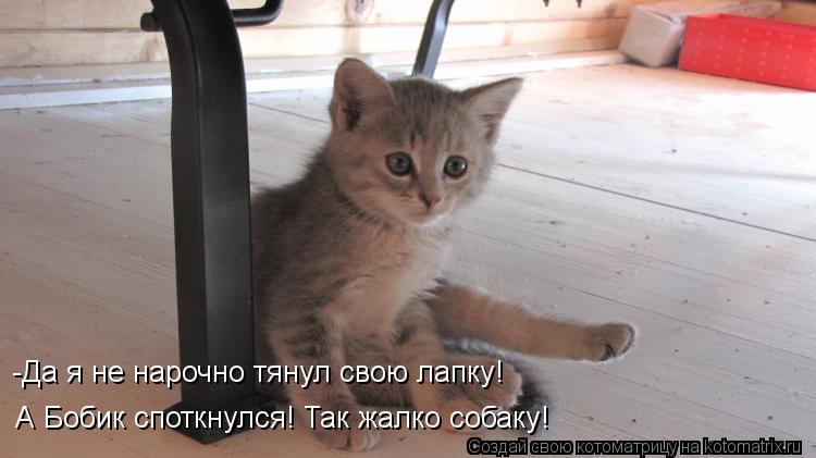 -Да я не нарочно тянул свою лапку! А Бобик споткнулся! Так жалко собаку!... Котоматрица: -Да я не нарочно тянул свою лапку! А Бобик споткнулся! Так жалко собаку!