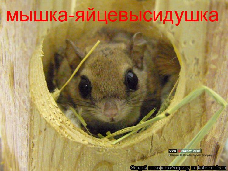 мышка-яйцевысидушка... Котоматрица: мышка-яйцевысидушка