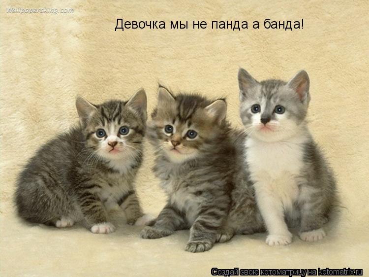 Девочка мы не панда а банда!... Котоматрица: Девочка мы не панда а банда!