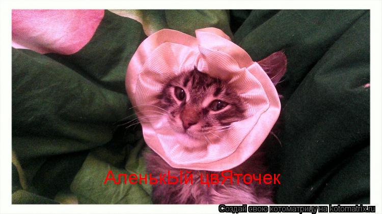АленькЫй цвЯточек... Котоматрица: АленькЫй цвЯточек