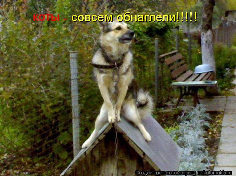 коты совсем обнаглели!!!!! -... Котоматрица: коты совсем обнаглели!!!!! -