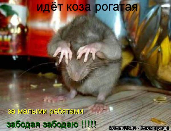 идёт коза рогатая за малыми ребятами забодая забодаю !!!!!... Котоматрица: идёт коза рогатая за малыми ребятами забодая забодаю !!!!!
