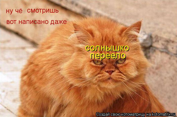 ну чё смотришь вот написано даже солнышко переело... Котоматрица: ну чё смотришь вот написано даже солнышко переело