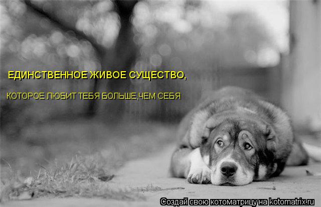 ЕДИНСТВЕННОЕ ЖИВОЕ СУЩЕСТВО, КОТОРОЕ ЛЮБИТ ТЕБЯ БОЛЬШЕ,ЧЕМ СЕБЯ... Котоматрица: ЕДИНСТВЕННОЕ ЖИВОЕ СУЩЕСТВО, КОТОРОЕ ЛЮБИТ ТЕБЯ БОЛЬШЕ,ЧЕМ СЕБЯ