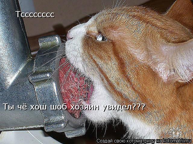 Тсссссссс Ты чё хош шоб хозяин увидел???... Котоматрица: Тсссссссс Ты чё хош шоб хозяин увидел???