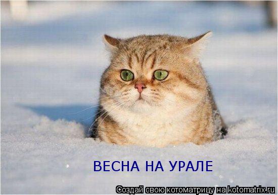 ВЕСНА НА УРАЛЕ... Котоматрица: ВЕСНА НА УРАЛЕ