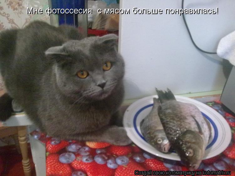 Котоматрица: Мне фотоссесия  с мясом больше понравилась!