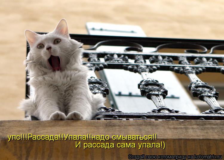 упс!!!Рассада!!Упала!!надо смываться!! И рассада сама упала!) упс!!!Рассада!!Упала!!надо смываться!!... Котоматрица: упс!!!Рассада!!Упала!!надо смываться!! И рассада сама упала!) упс!!!Рассада!!Упала!!надо смываться!!