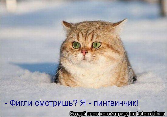 - Фигли смотришь? Я - пингвинчик!... Котоматрица: - Фигли смотришь? Я - пингвинчик!