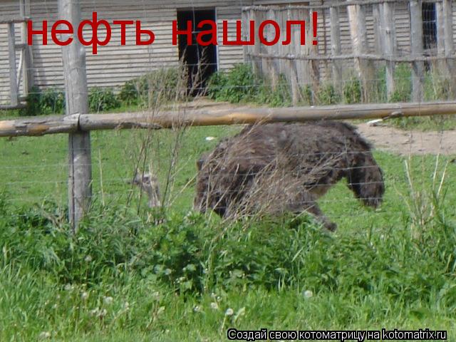 Котоматрица: нефть нашол!