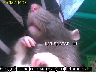 Котоматрица: УТОМИЛАСЬ... КОТ ДОСТАЛ !!!!!!!