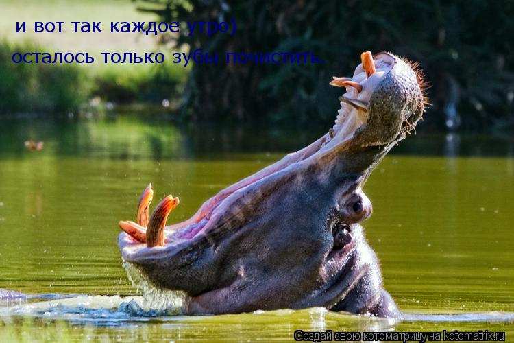 и вот так каждое утро) осталось только зубы почистить.... Котоматрица: и вот так каждое утро) осталось только зубы почистить.