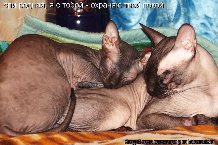 Котоматрица: спи родная, я с тобой - охраняю твой покой
